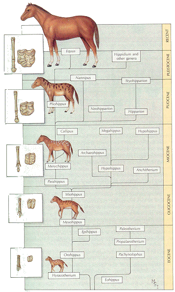 horse evolution chart