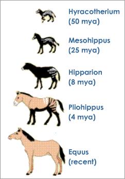 Horse evolution.weebly.com - Home